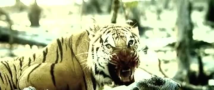 Roar: Tigers of the Sundarbans (2014)